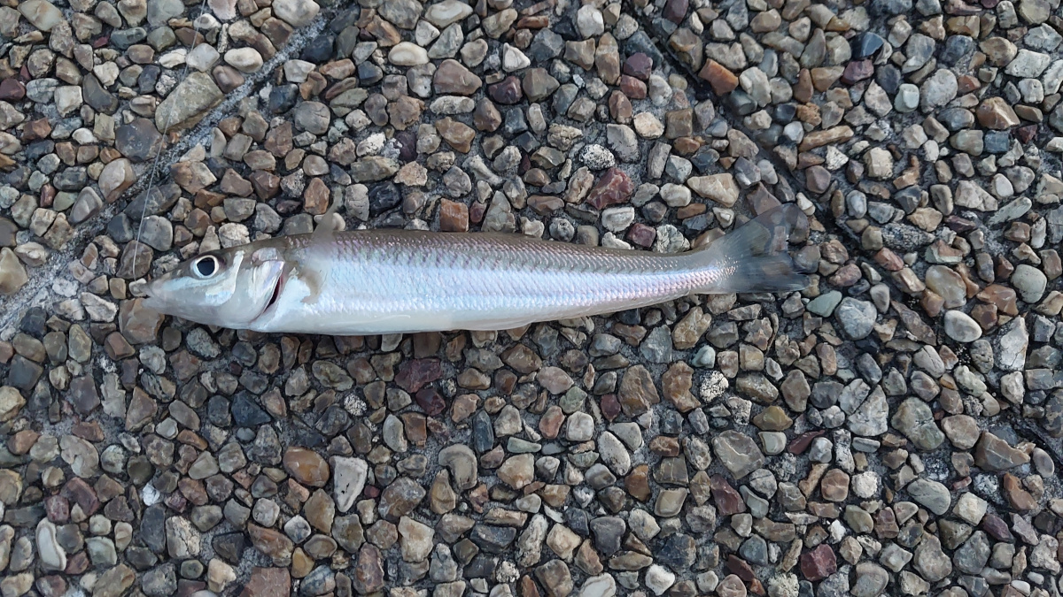 【まどが浜海遊公園】ちょい投げでキス釣り