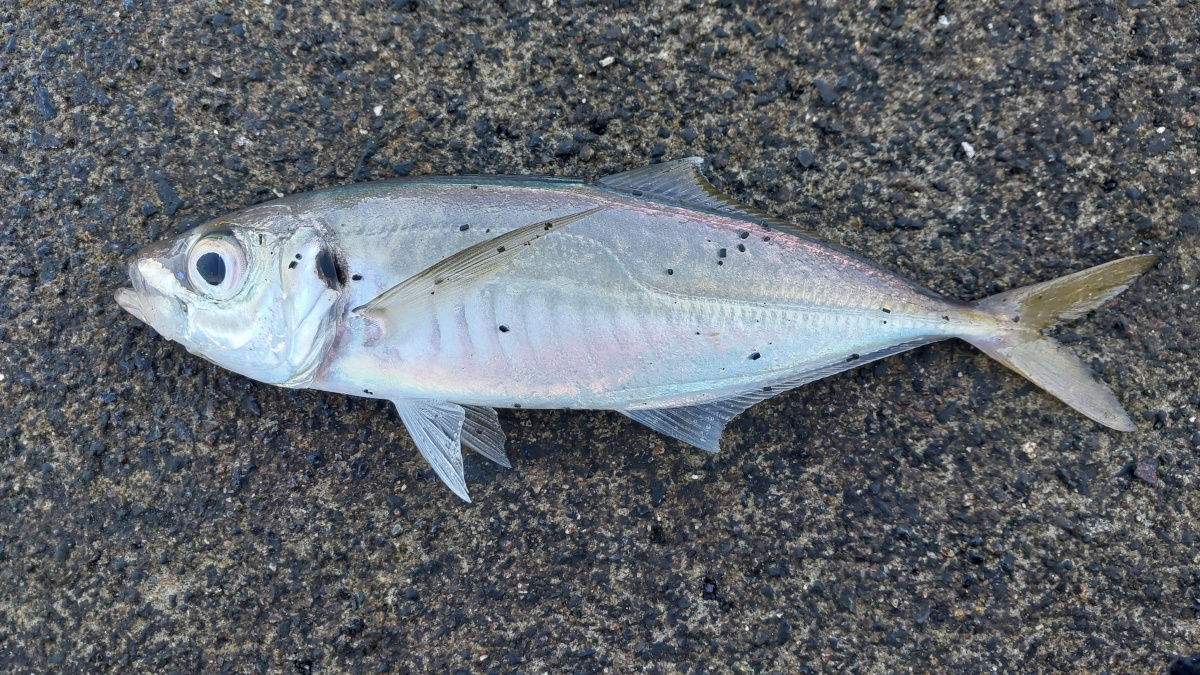 【那珂湊港】サバ、サッパに混じりアジも手中