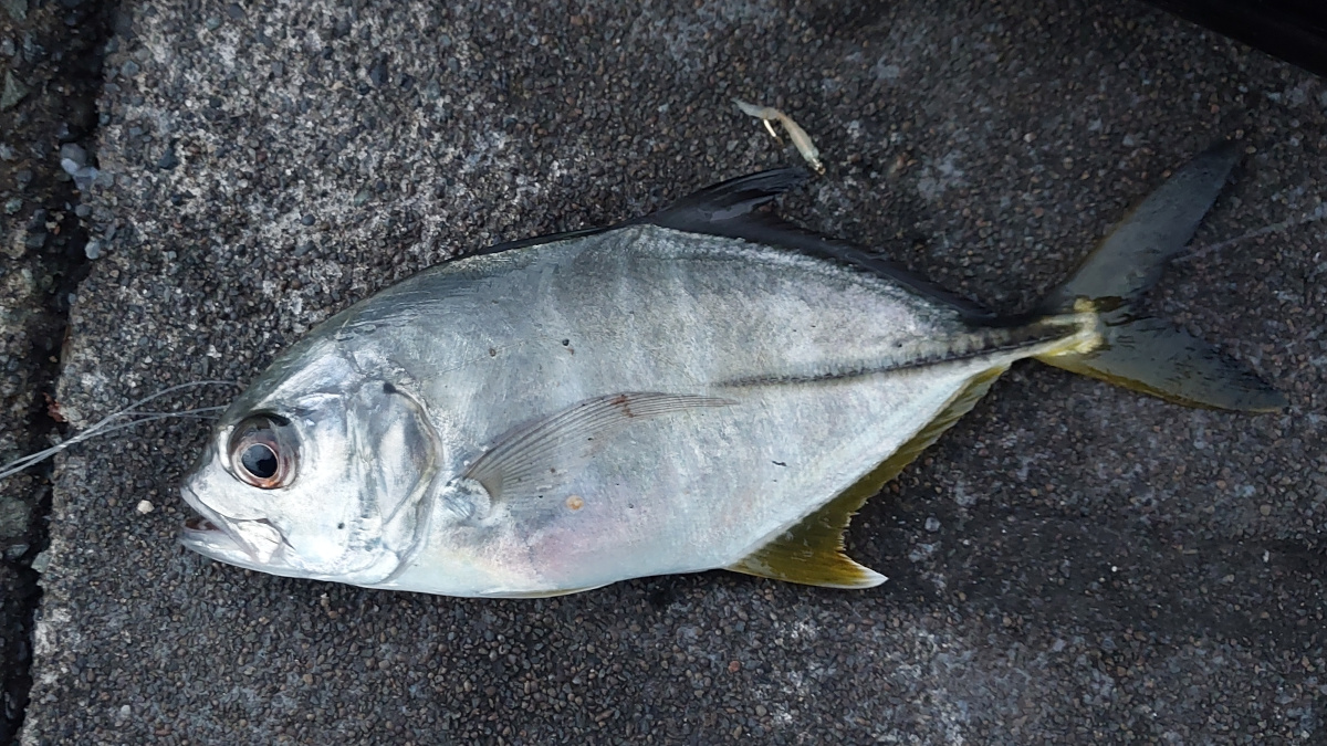 【下田港】メッキが好釣、アジは沈黙