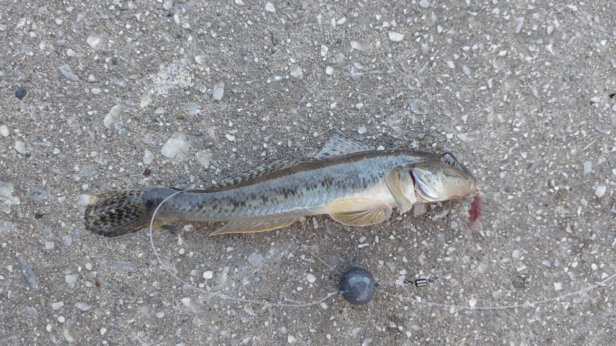 【多摩川下流】残暑和らぎ、のんびりハゼ釣り