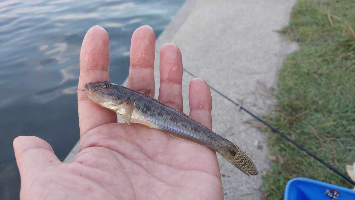 【多摩川下流】秋晴れ、ハゼ釣りの季節