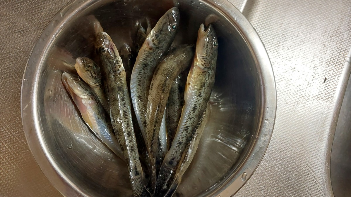 【多摩川下流】冷え込みつらい晩秋のハゼ釣り🥶