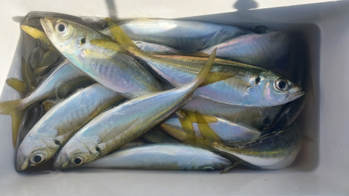 【下田港】アジ・サバが入れ食い